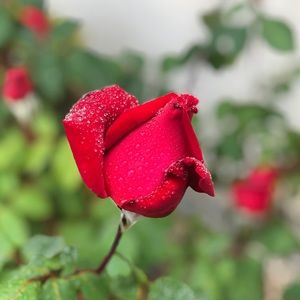 Meet your Posher, Rose